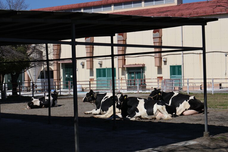 グラウンドに牛が…！　農業高校らしい風景も　©Fumi Sawai