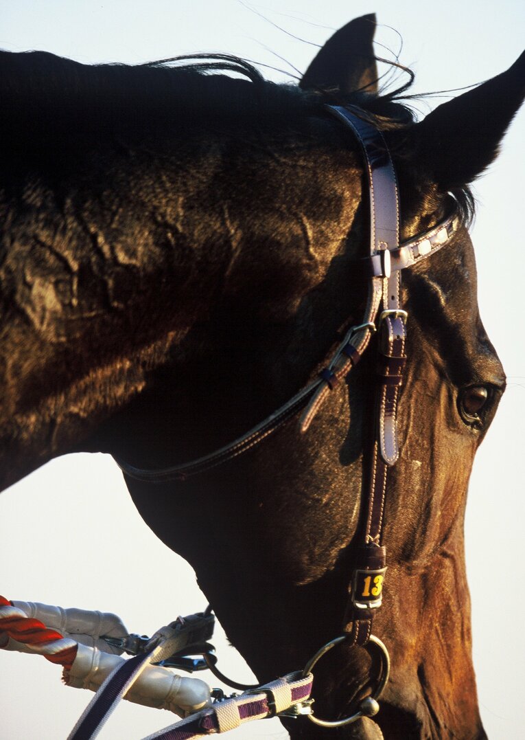 スペシャルウィーク