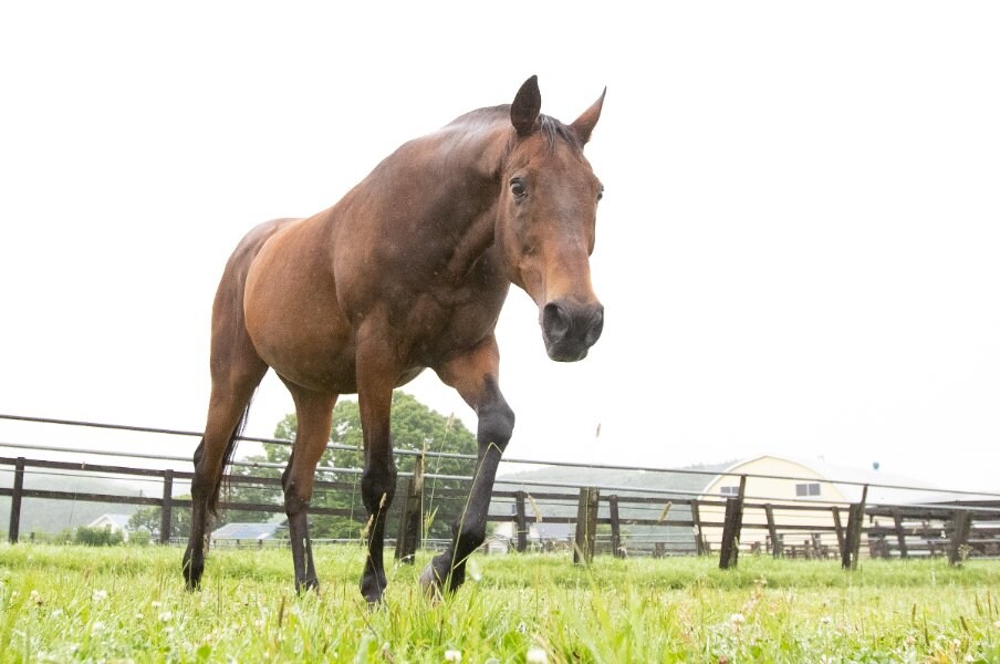 “有馬記念で3年連続3着”ナイスネイチャ33歳がふるさとで過ごす幸せな余生「馬なのに“人間っぽくて大好き”と言われます」<Number Web> photograph by Daisuke Asauchi