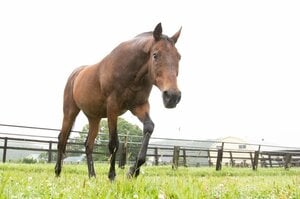 【人気】 “有馬記念で3年連続3着”ナイスネイチャ33歳がふるさとで過ごす幸せな余生「馬なのに“人間っぽくて大好き”と言われます」