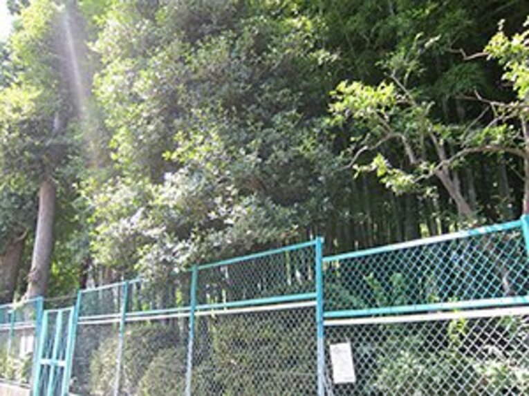 暑い夏には、都心から逃げよう！セレブ世田谷、緑の公園巡り60km。(4)