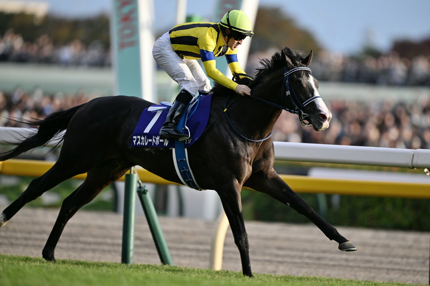 古馬となり、さらなる成長に期待がかかるマスカレードボール　©Keiji Ishikawa