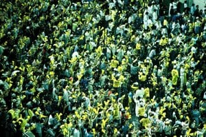 「カネを出さなければ勝てない！」2年連続最下位でも…野村克也が阪神オーナーを説教した日