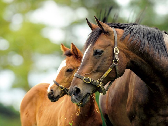牝馬 もう一つの海外挑戦］ウオッカ「最強牝馬の血の行方」 - 競馬 - Number