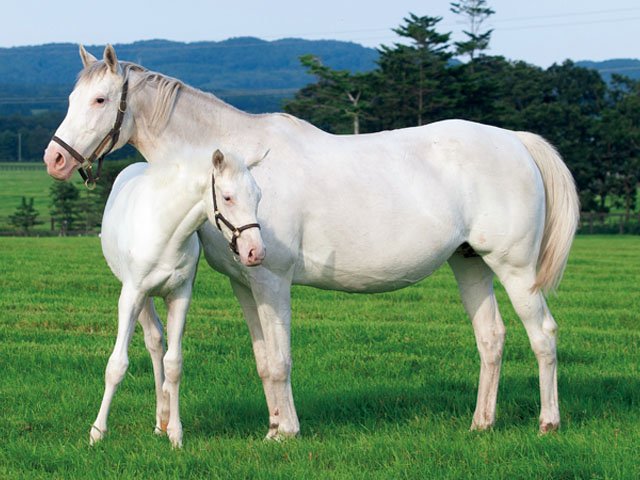 白馬の源流を訪ねて］シラユキヒメ、母娘3代の奇跡 - 競馬 - Number