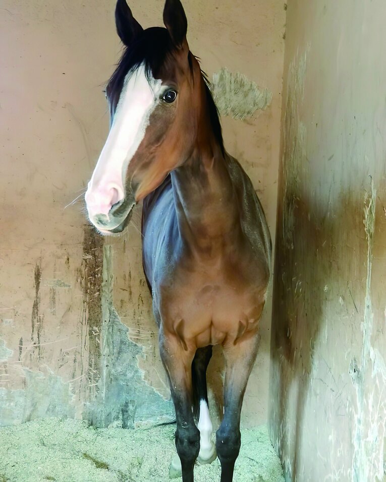 『メロディーレーン写真集 小さくたって』より、馬房でくつろぐメロディーレーン（写真：森田直行厩舎提供）