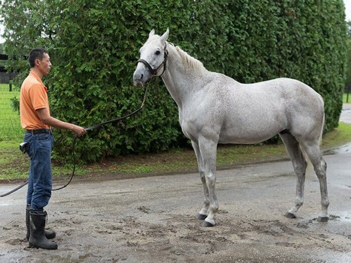 全てはクロフネの衝撃から始まった。チャンピオンズCと交流GIの深い関係。＜Number Web＞ photograph by Getty Images