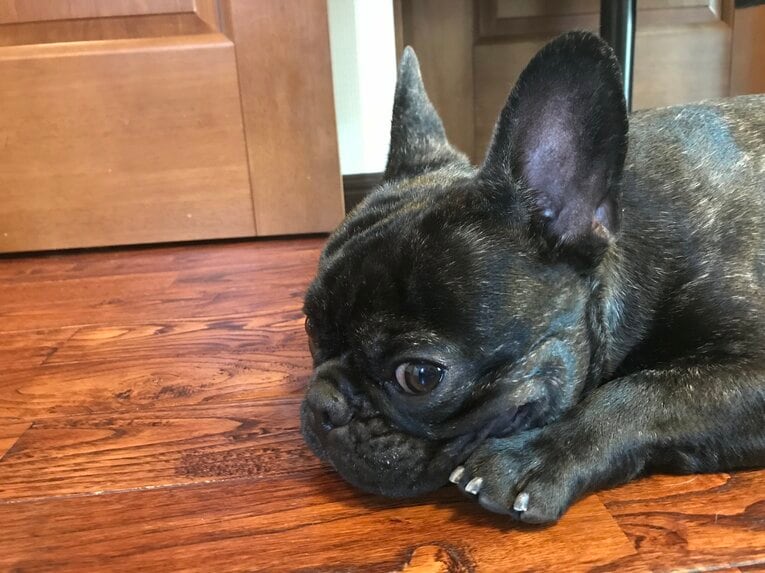 かつて緒方家が飼っていた犬、その名も「優勝」。緒方孝市が監督を退任した日に亡くなった（写真=事務所提供）