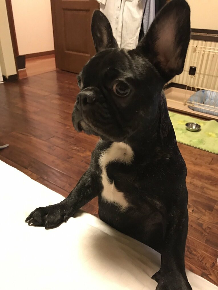 かつて緒方家が飼っていた犬、その名も「優勝」。緒方孝市が監督を退任した日に亡くなった（写真=事務所提供）