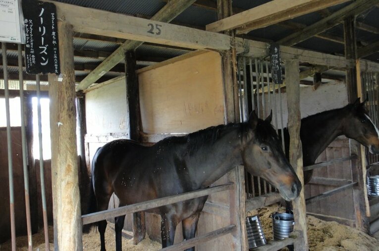 現役時代には皐月賞（GI）を勝ったノーリーズンは、被災時、南相馬市の「松浦ライディングセンター」にいた（2011年撮影） ／ photograph by Akihiro Shimada