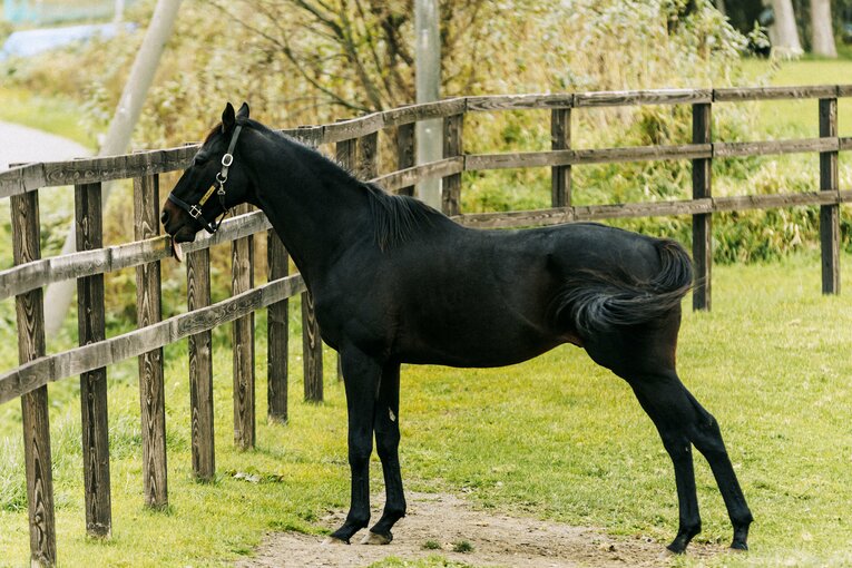 ローズキングダム　©Kiichi Matsumoto