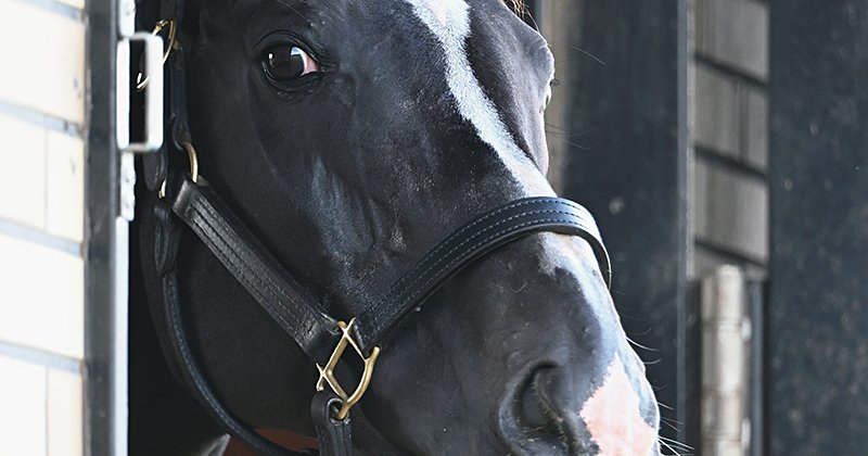 だから種付けはやめられない」GI未勝利“ディープインパクトの全兄