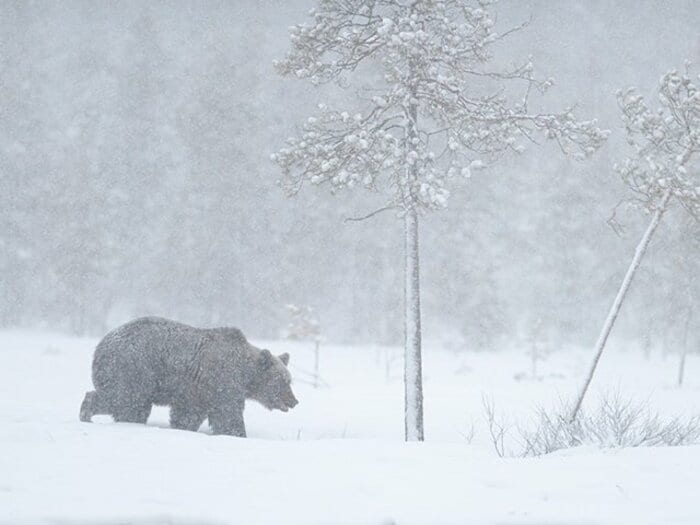 「腹破らんでくれ！　喉食って殺して！」本当にあった“ヒグマ食害事件”の地獄絵図＜Number Web＞ photograph by Getty Images
