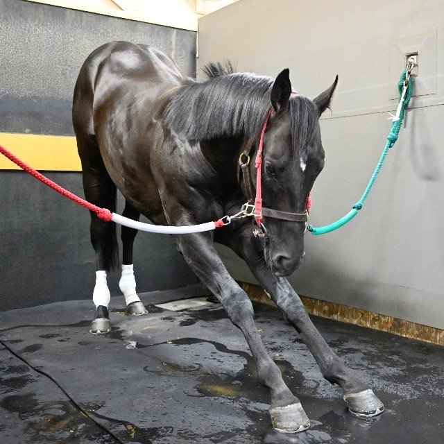 <菊花賞>初の父子牡馬3冠なるか コントレイル、“偉大な父”ディープインパクト超えへ不安は?