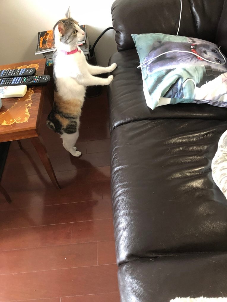 何かを見つめるビルス。内山さん宅のソファーには猫クッションが…（本人提供）