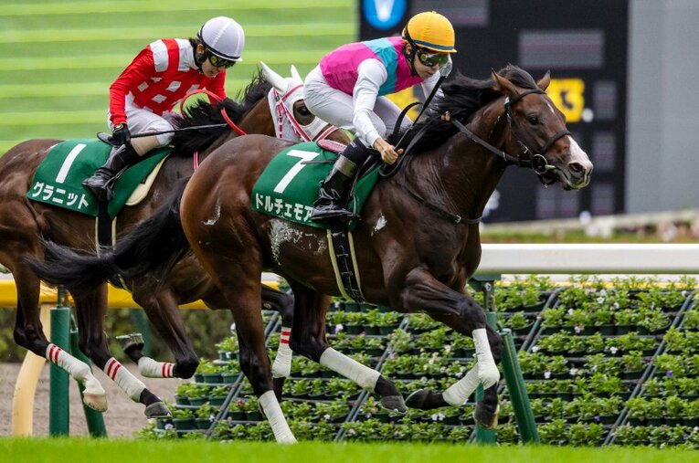 10月のサウジアラビアRCでは2番手から鮮やかに差し切り2戦2勝で朝日杯に臨むドルチェモア ／ photograph by Photostud