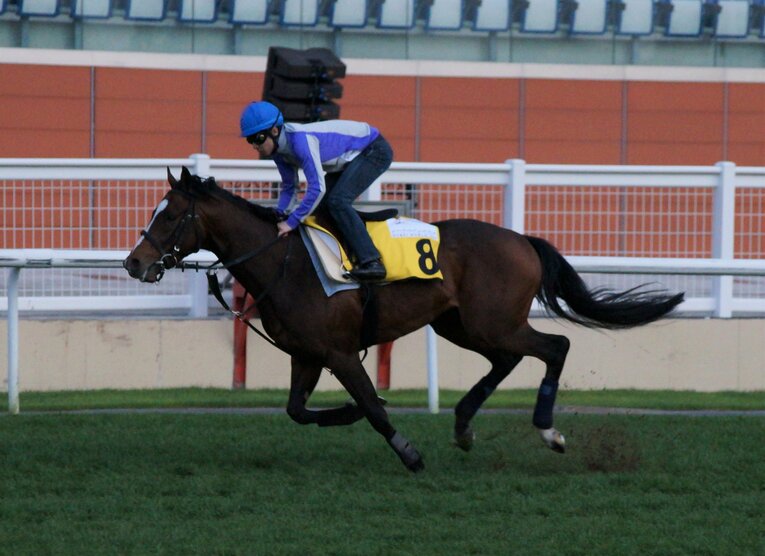 ドバイ遠征時のトウケイヘイロー