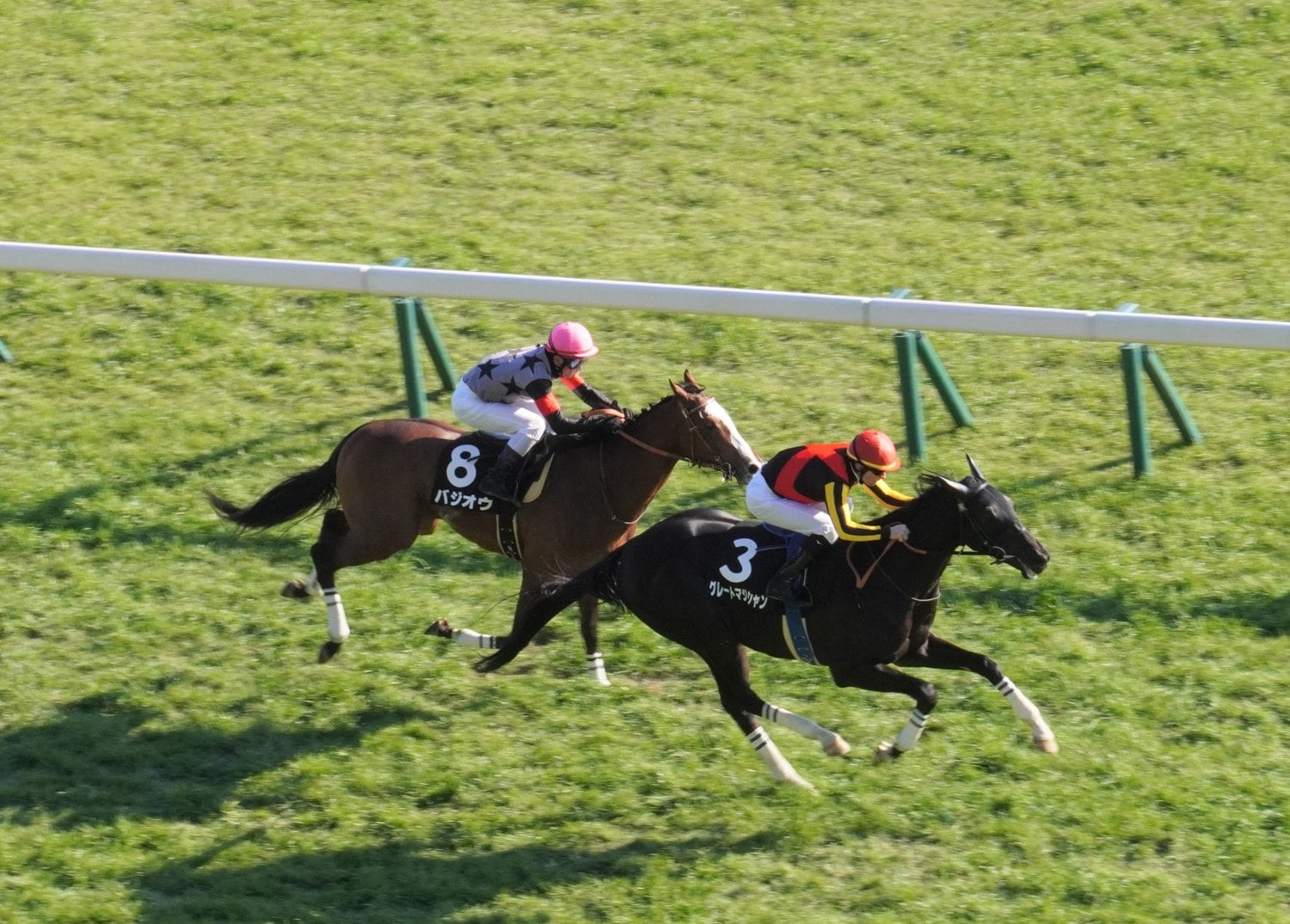 セントポーリア賞でのグレートマジシャンとバジオウ