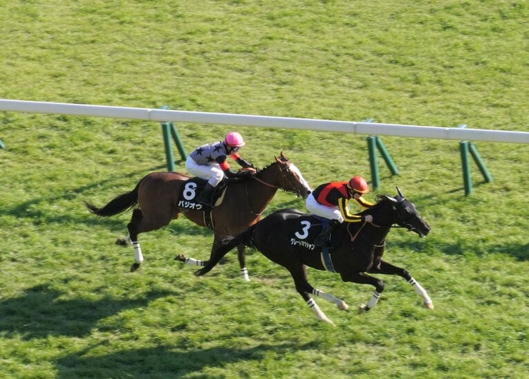 セントポーリア賞でのグレートマジシャンとバジオウ