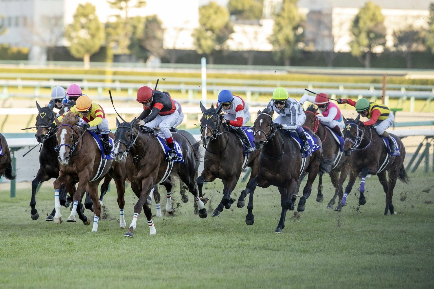 昨年の朝日杯FS（GI）ではドウデュースに惜敗し2着となった（右から5頭目がセリフォス）　©Photostud