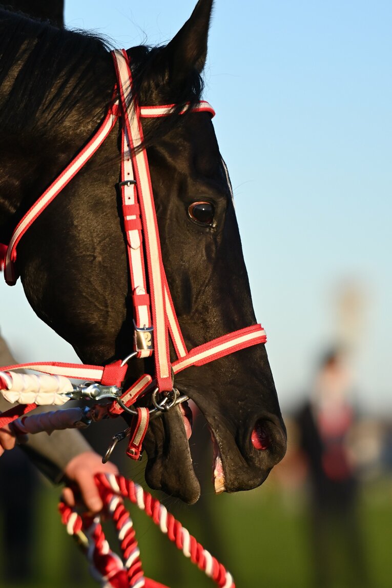 「本当に立派な走りでした」コントレイルがジャパンCで有終の美…“男泣き”福永祐一が三冠馬と歩んだ「夢のような」2年間(29)