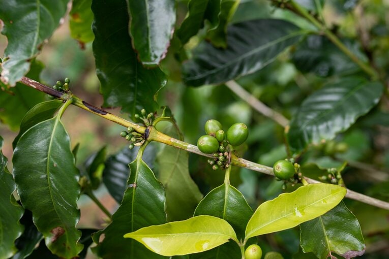 小さな実がなっていた　©Nanae Suzuki