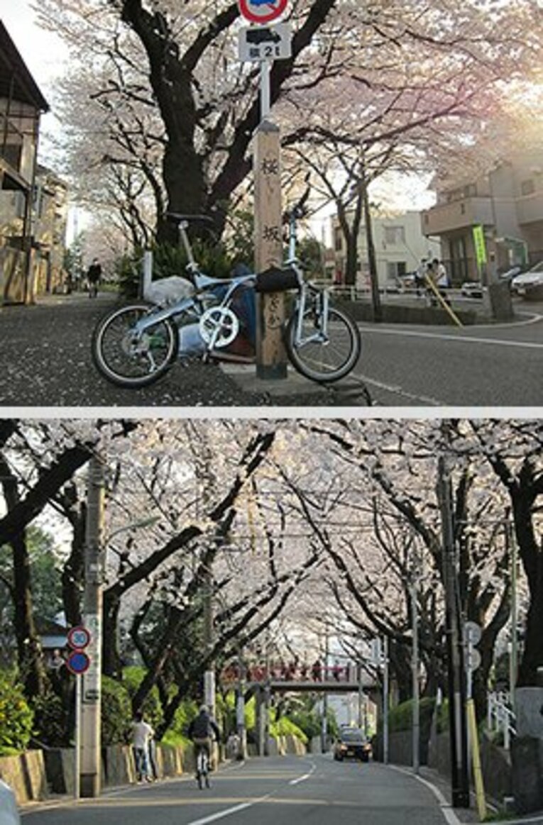 住宅街の中のデートスポット“桜坂”。くれぐれも近隣の迷惑にならないようにして訪れて下さい。
