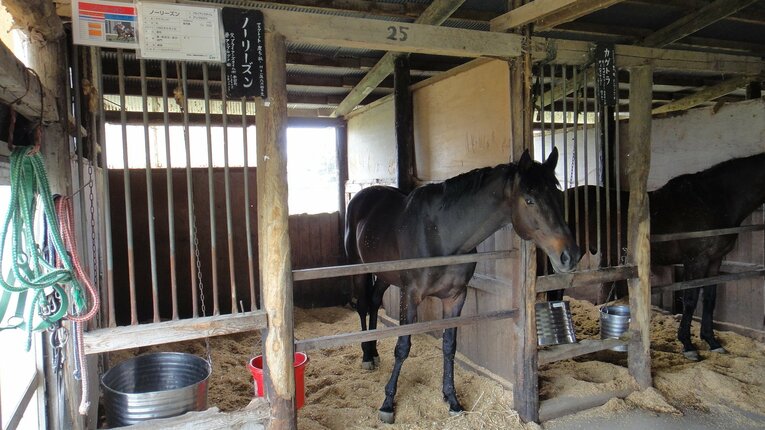 現役時代は皐月賞を制したノーリーズン