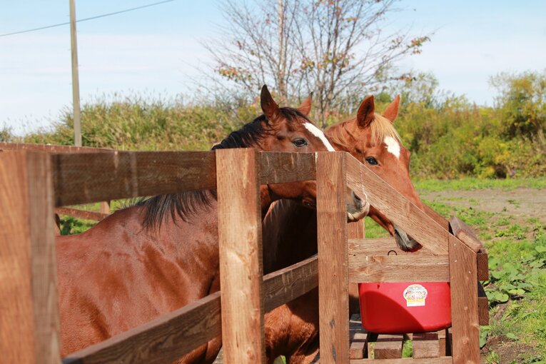 認定NPO法人引退馬協会のブログによると「ドトウが移動するとシャトルが後を付いていき、シャトルが移動するとドトウが後を付いていきと、仲間だという意識があるようです」というほど仲が良かったという　courtesy of The Retired Horse Association