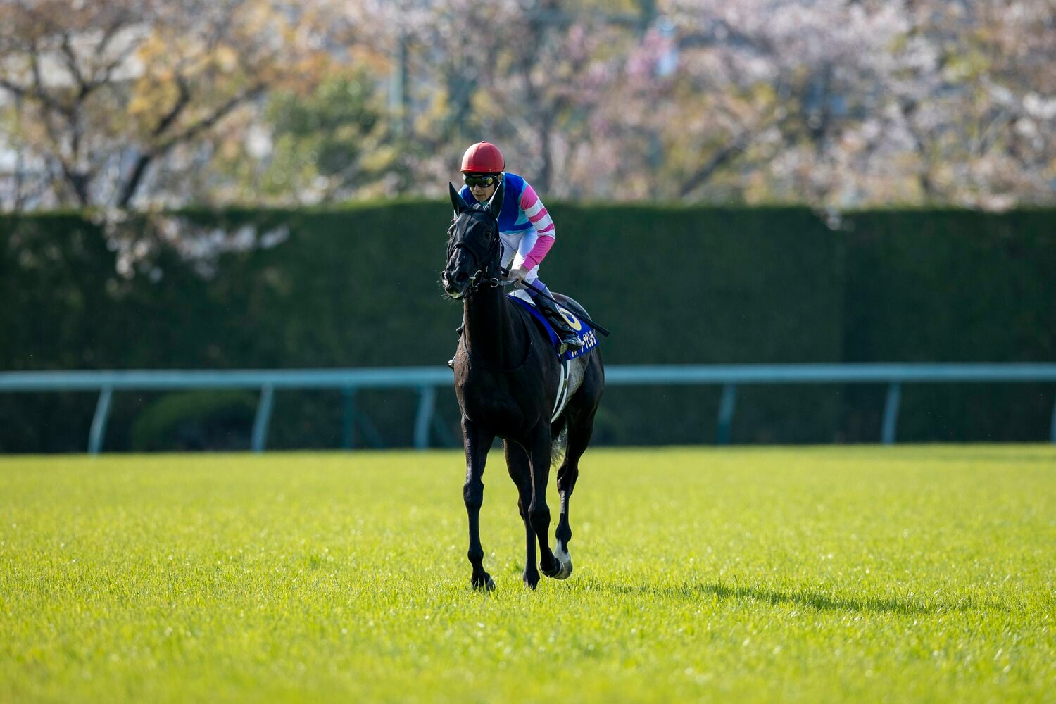 桜花賞2着のウォーターナビレラ。武豊＆幸四郎の兄弟タッグでのGI制覇がかかる　©Photostud