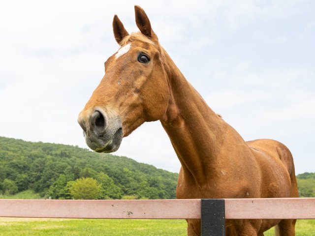 タイキシャトル限定写真集 タイキシャトル 写真集 CHAMPION