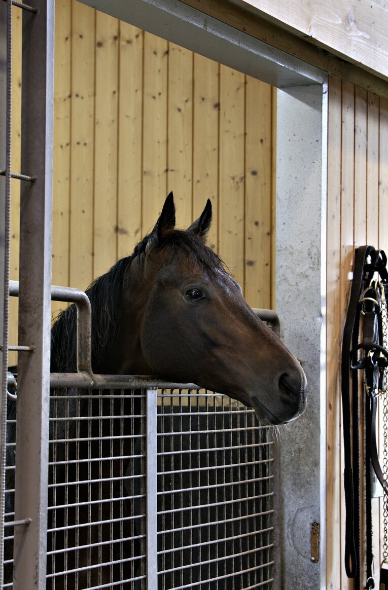 種牡馬時代のディープインパクト（2007年撮影）　©Takuya Sugiyama