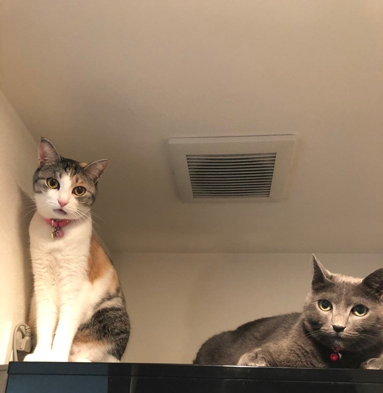 「ボクサーはなぜ猫好きなのか？」猫パンチを食らっても愛する内山高志が答える…女性のタイプもネコ系!?《拳四朗は猫ケーキ発注》(14)