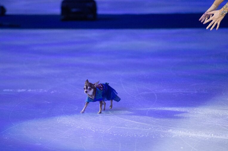 トゥルソワの愛犬がリンクを駆け回っていた（手はシェルバコワ）　©Asami Enomoto