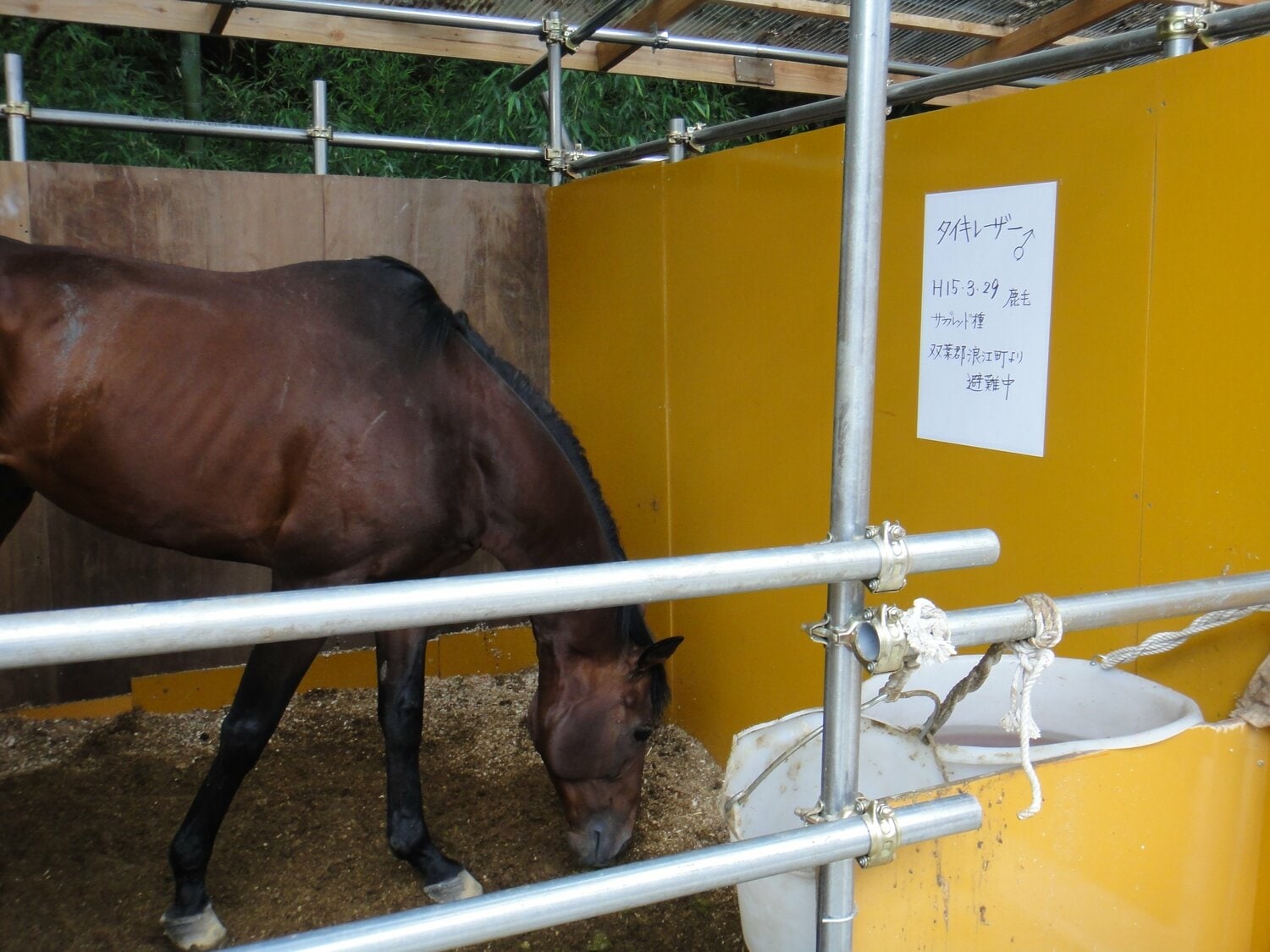 被災後、相馬中村神社に引き取られたタイキレーザー。貼紙には「双葉郡浪江町より避難中」と書かれている（2011年撮影）
