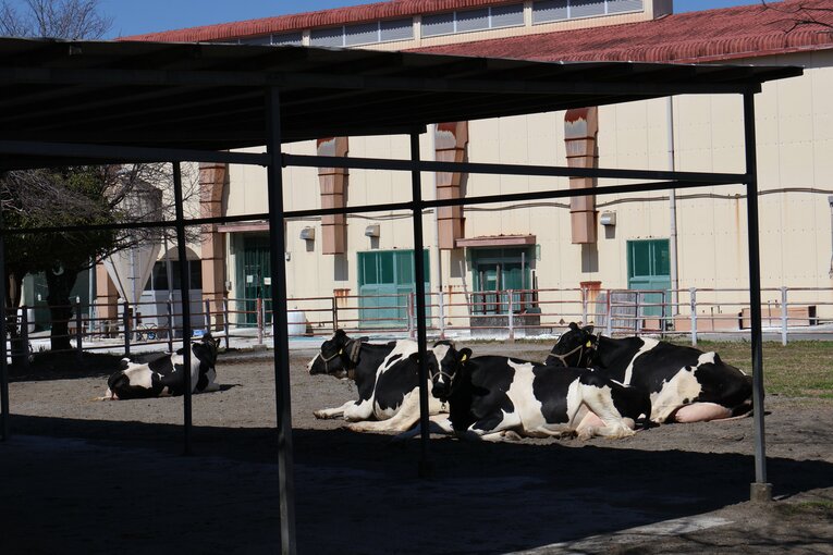 グラウンドに牛が…！　農業高校らしい風景も　©Fumi Sawai