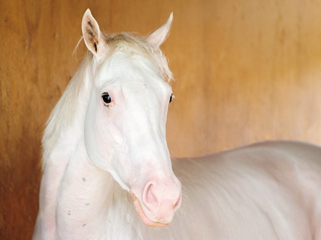 アイドルホースの秋］ソダシ「白馬が紡ぐ運命の糸」 - 競馬 - Number