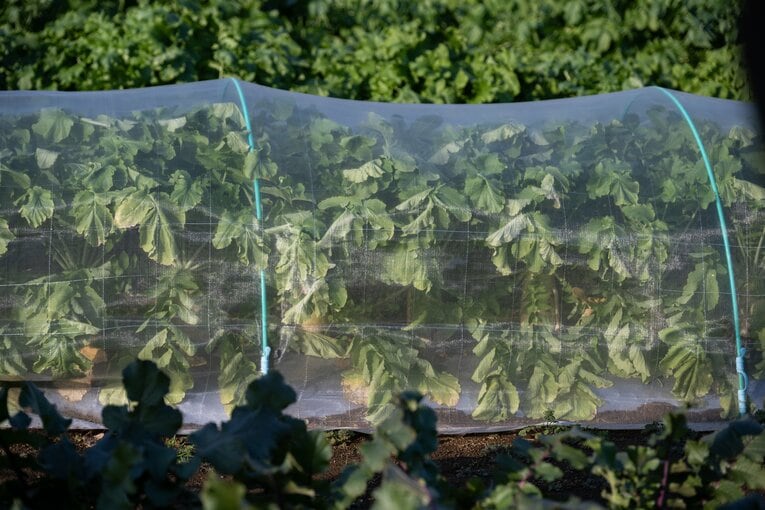 大事に大事に育てられている　©Nanae Suzuki