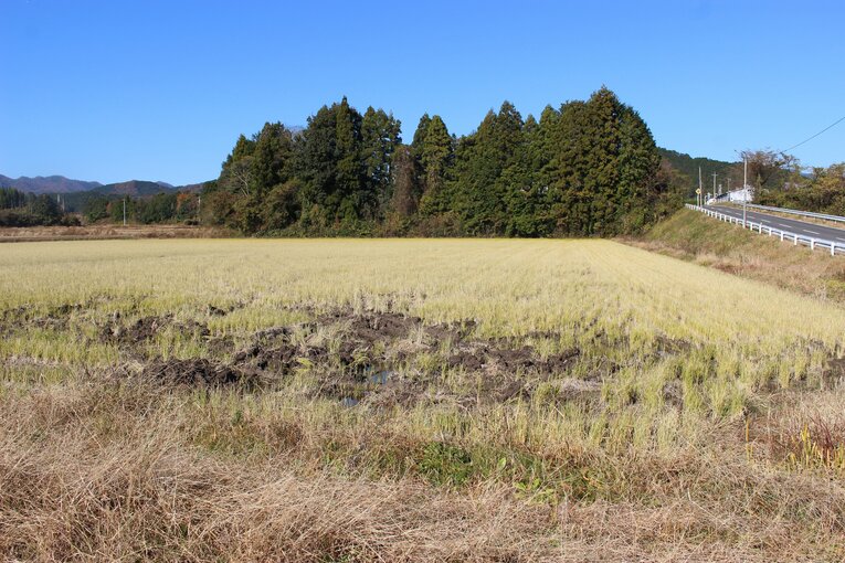 手塚裕之の実家の田んぼ　©Number Web