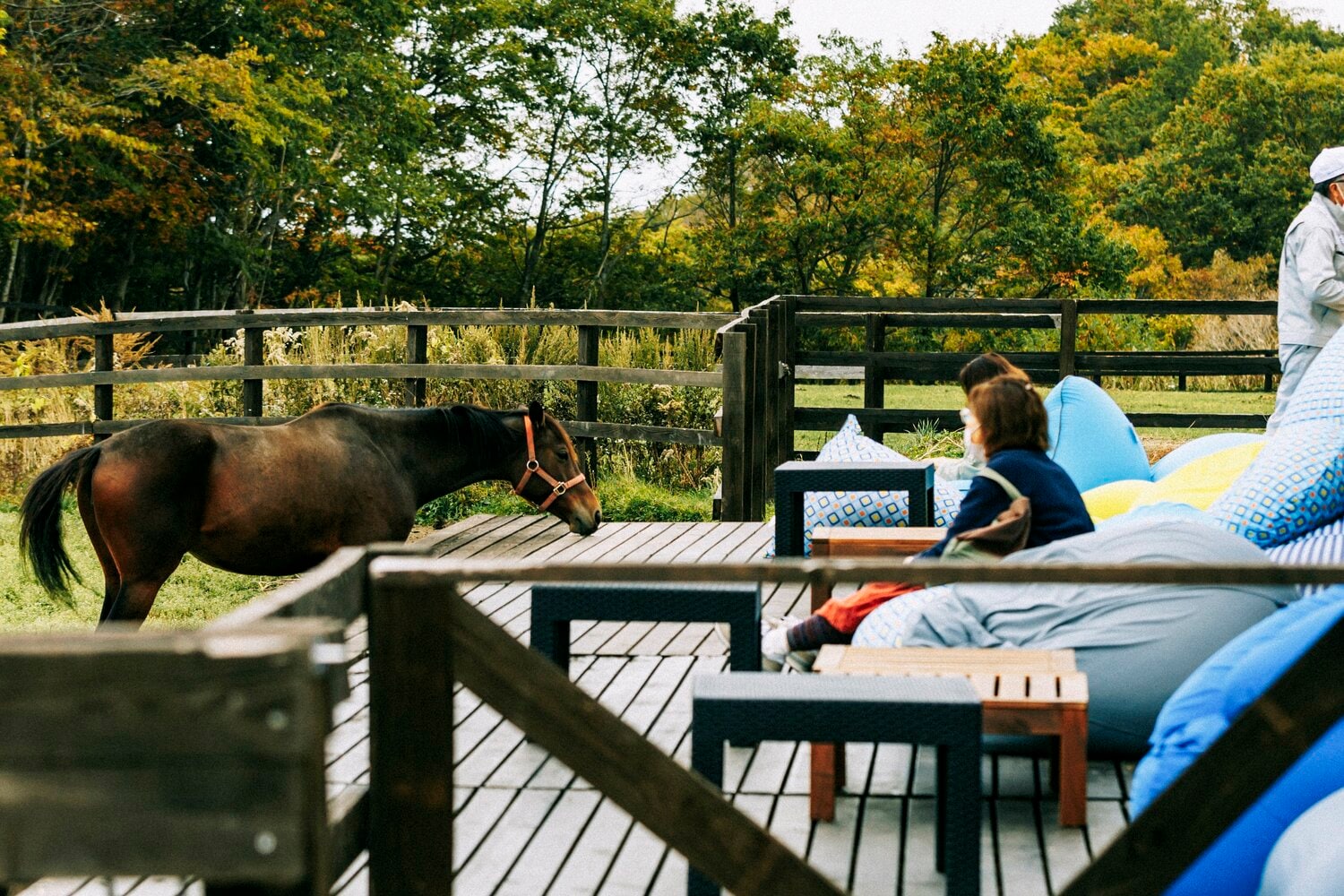 敷地内にあるカフェの席からも馬を間近で見たり、触れ合うことができる ©Kiichi Matsumoto