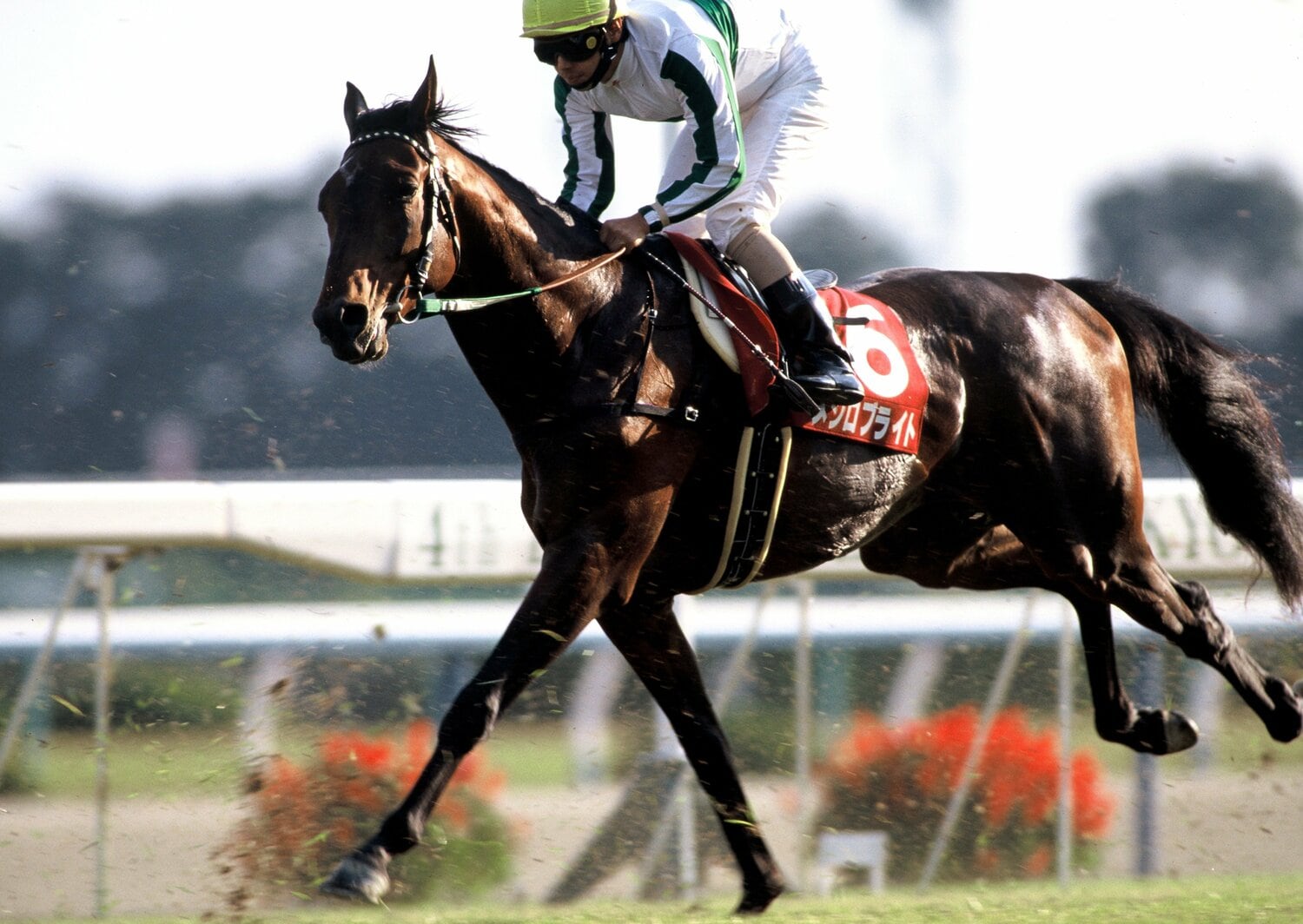 メジロブライト　©Tomohiko Hayashi