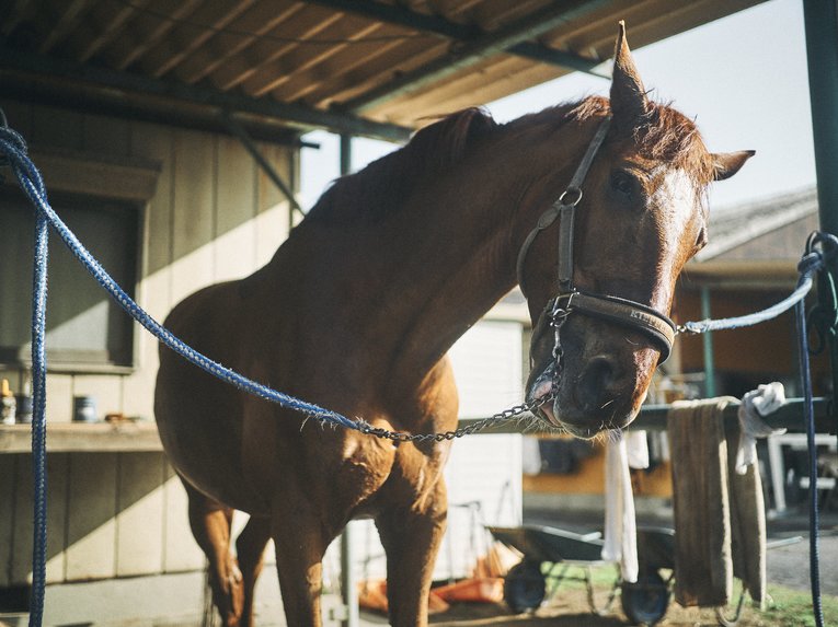 JRA騎手からパラ馬術へ転身の高嶋活士が騎乗のコツを「力まない」と語るも、松岡修造は「僕に一番向いてない」(2)