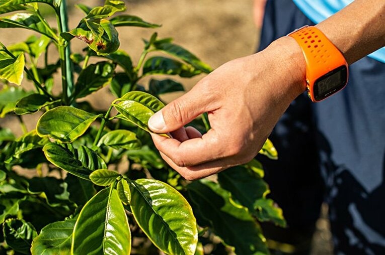 高原直泰・独占インタビュー（前編）。「僕が沖縄でコーヒー豆をつくる理由」(7)
