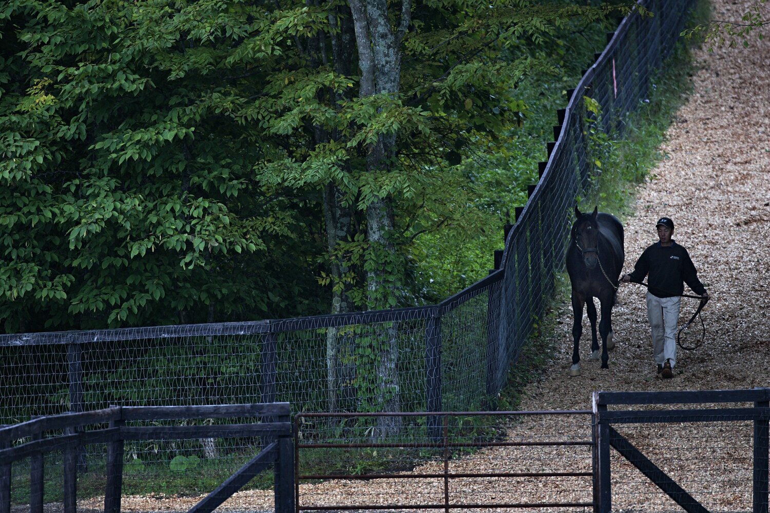 社台スタリオンステーションで散歩する在りし日のディープインパクト　©Takuya Sugiyama