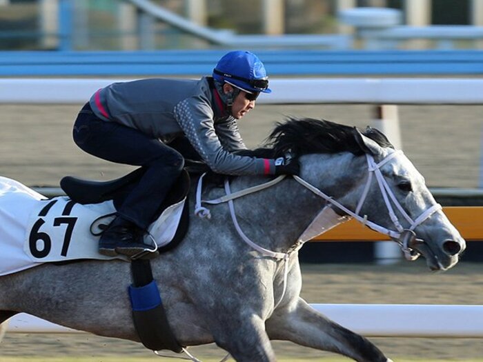 芦毛対決か、はたまた兄弟対決か？混沌とする府中マイルの女王争い。＜Number Web＞ photograph by Yuji Takahashi
