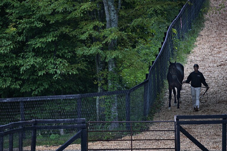 種牡馬時代のディープインパクト（2007年撮影）　©Takuya Sugiyama