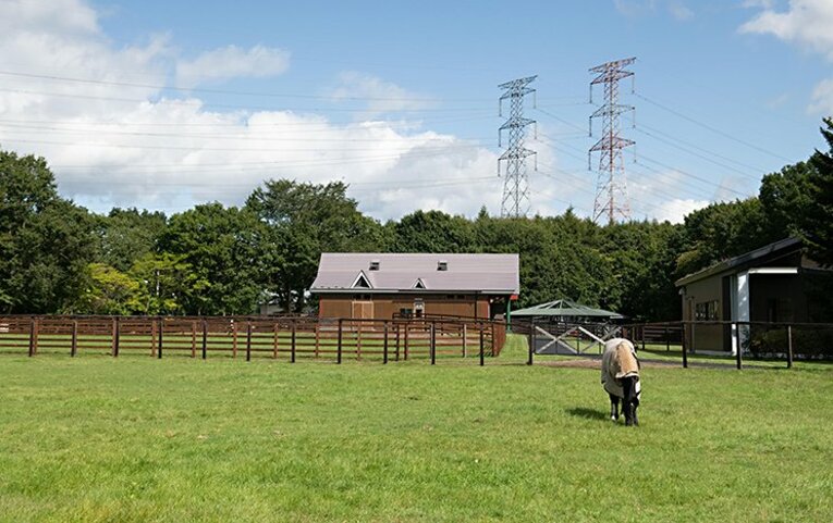 ディープインパクト最期の5カ月間。おぼっちゃまで、アクションスター。(2)