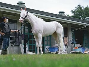 ［白毛の継承者］マルガ「姉と違わぬ輝きを」