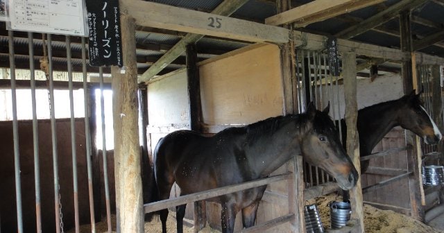 カンニング竹山氏も発信》震災を生きた“被災馬”の知られざるその後とは