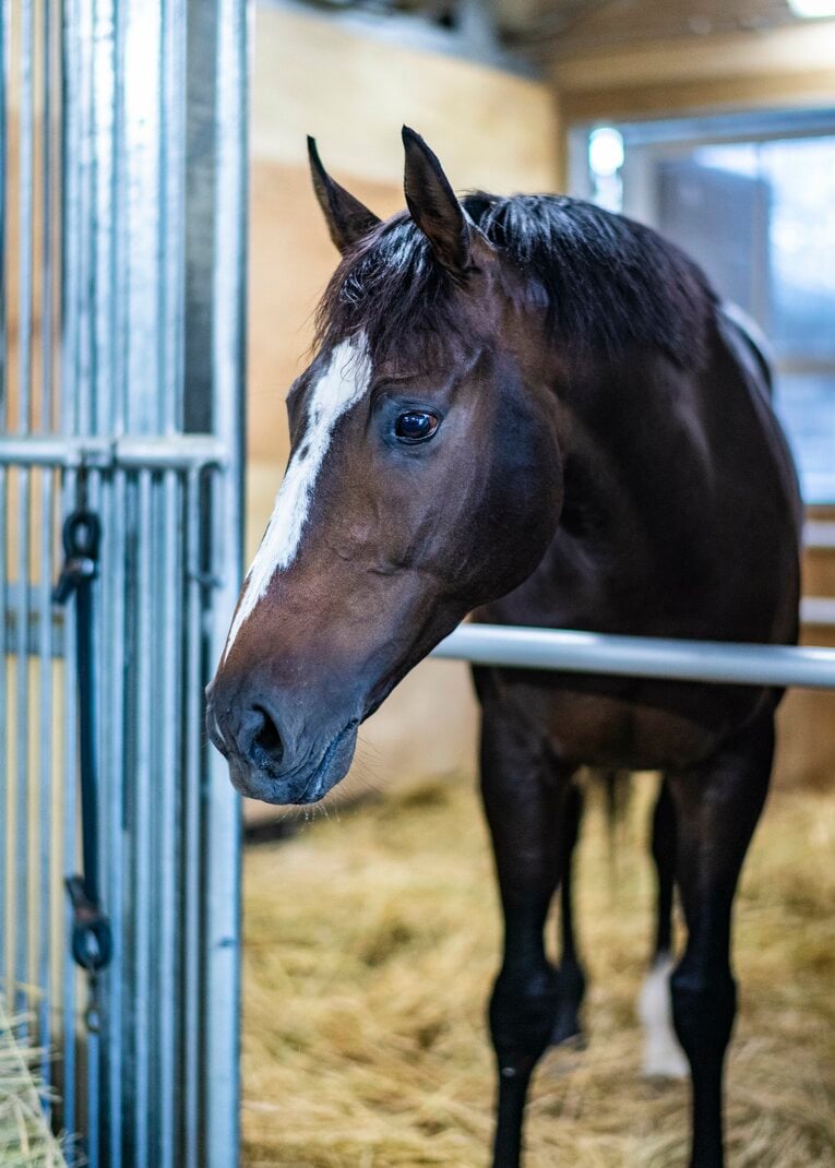 オジュウチョウサン　©BUNGEISHUNJU